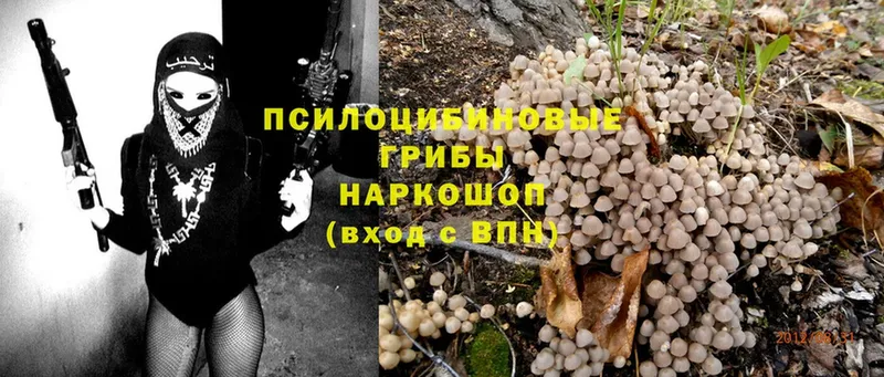 Псилоцибиновые грибы Psilocybine cubensis  Гаврилов-Ям 